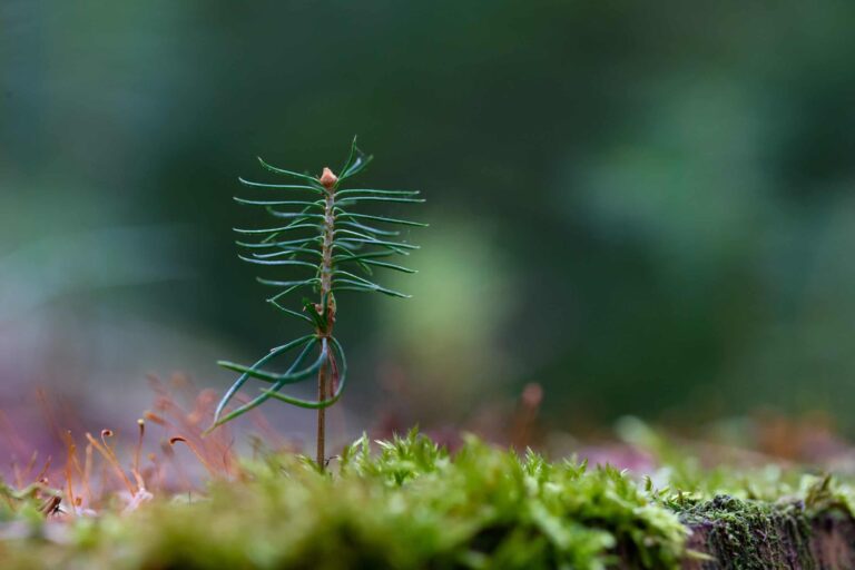 Piccolo abete nel bosco, diventerà in seguito materia prima per pellet di legno sostenibili